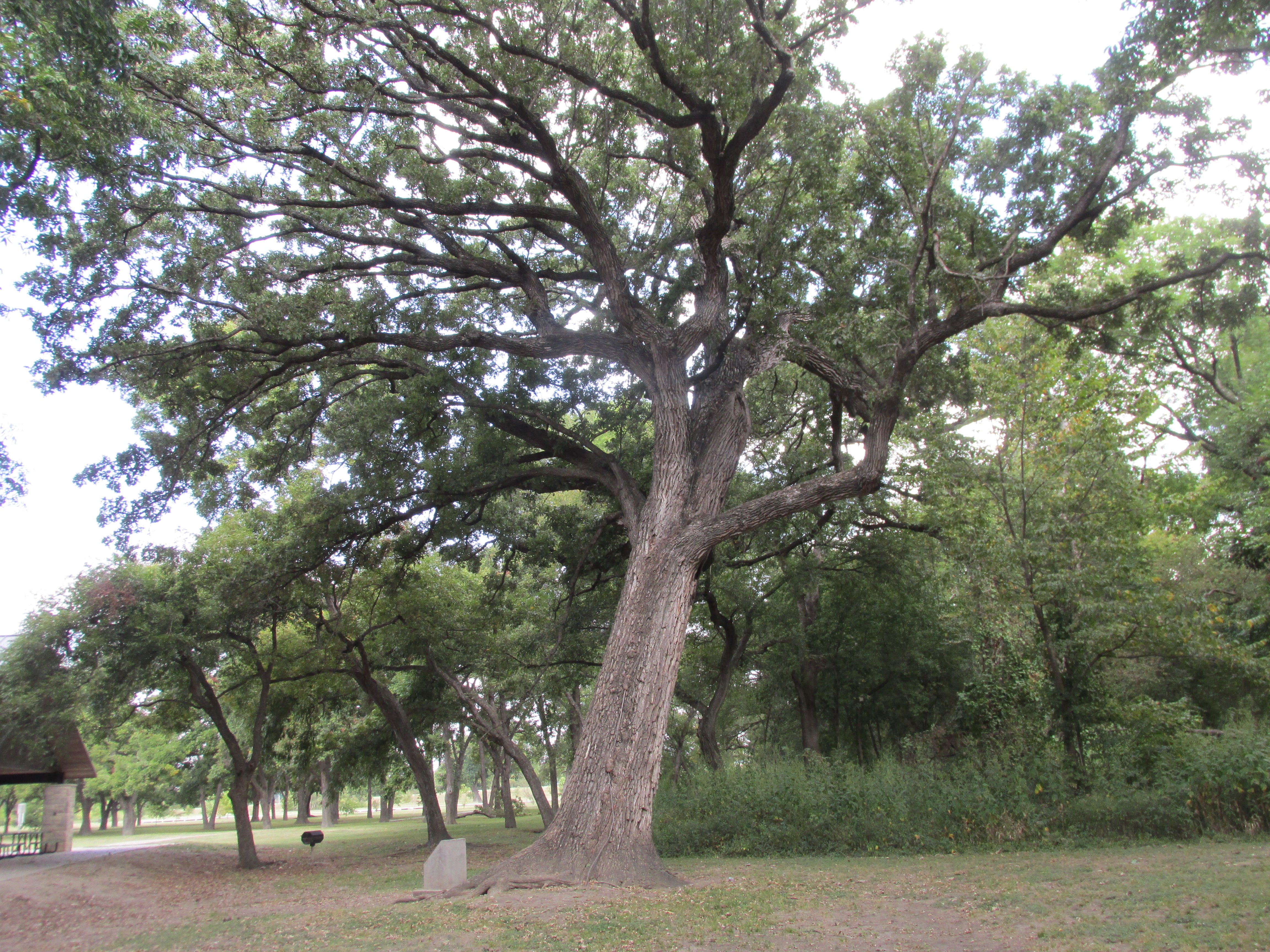 Plano Bicentennial Bur Oak